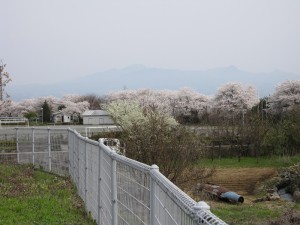 月夜野中学校の桜が満開です