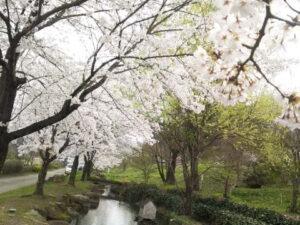 桜を愛でてきました(^o^)ノ